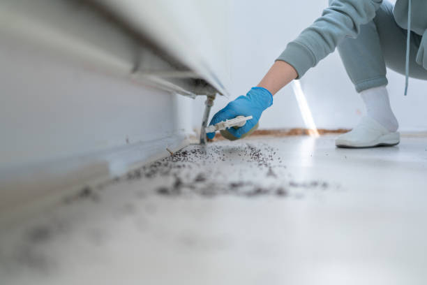 Wasp Removal Services in Pacific Grove, CA